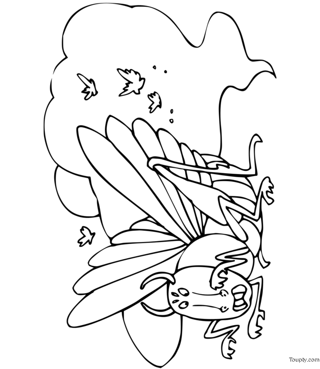 coloriage-sauterelle Page 13