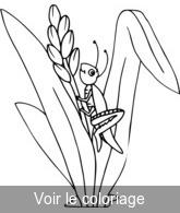 Coloriage sauterelle grimpe le long d'une plante | Toupty.com
