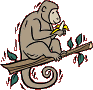 coloriage singe