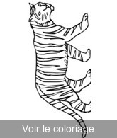 coloriage Tigre en promenade