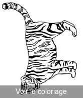 coloriage Tigre qui observe