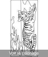 coloriage Tigre allongé