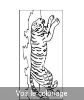 coloriage Tigre qui chasse sa proie