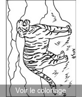 coloriage Tigre  l'arrêt