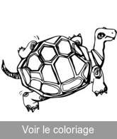 a imprimer coloriage tortue