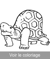 dessin vieille tortue