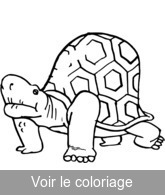 dessin vieille tortue