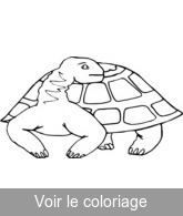 coloriage tortue bizarre