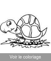 coloriage dessin tortue mignonne