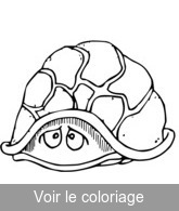 coloriage image tortue dans carapace