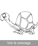 dessin tortue gratuit