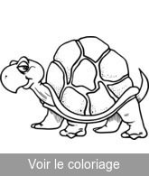 coloier gratuitement tortue terrestre