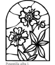 coloriage de vitrail de fleur a imprimer