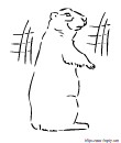 marmotte