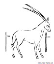 antilope