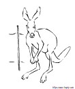 kangourou