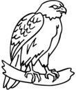 oiseau rapace aigle