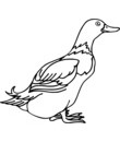 oiseau 42