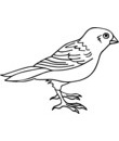 oiseau 45