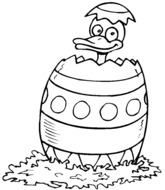 Canard sortant de son oeuf