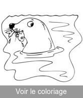 coloriage dessin phoque mange poisson