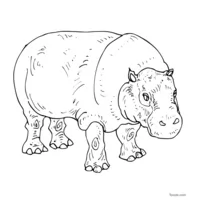 Hippopotame