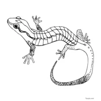 Lézard