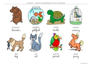 imagier animaux domestiques en anglais