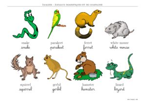 imagier animaux domestiques en anglais