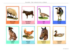 Aperçu de la planche 5 en français : majuscules et minuscules, couleur