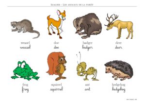 imagier animaux de la foret en anglais