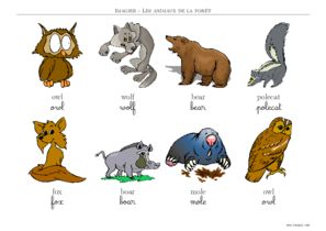 imagier animaux de la foret en anglais