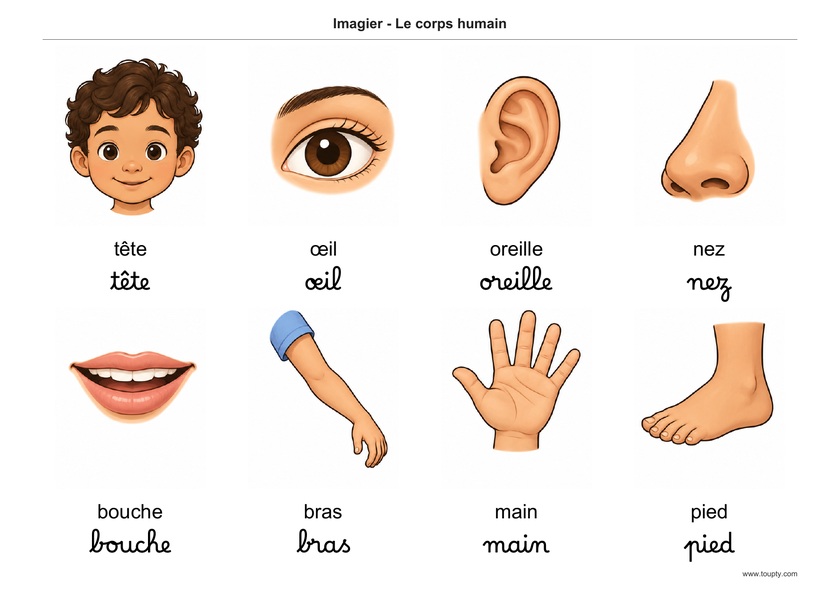 Huit images du corps humain avec leurs noms en français, en script et cursive, couleur