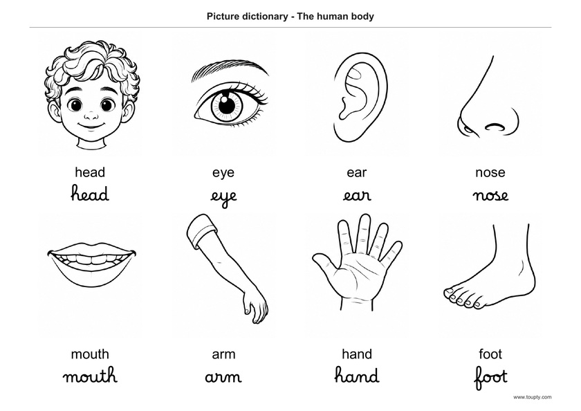 Huit images du corps humain avec leurs noms en anglais, en script et cursive, noir et blanc
