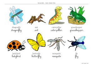 imagier maternelle insecte en anglais