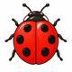 Coccinelle rouge à points noirs