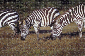 zèbres animaux savane afrique